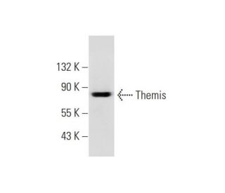 mouse thymus extract: sc-2406. Western blot analysis of Themis expression... 