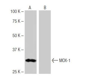 MOX-1 Antibody (3-RE14) - Western Blotting - Image 65002