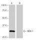 MOX-1 Antibody (3-RE14) - Western Blotting - Image 65002