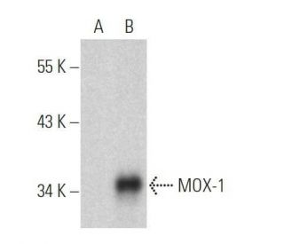 MOX-1 Antibody (A-10) - Western Blotting - Image 356200