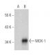 MOX-1 Antibody (A-10) - Western Blotting - Image 356200