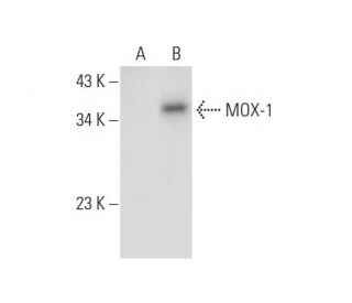 MOX-1 Antibody (B-5) - Western Blotting - Image 309645 