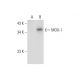MOX-1 Antibody (B-5) - Western Blotting - Image 309645 