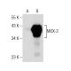 MOX-2 Antibody (A-8) - Western Blotting - Image 158461