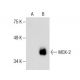 MOX-2 Antibody (F-7) - Western Blotting - Image 286008