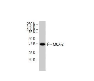 MOX-2 Antibody (JJ-7) - Western Blotting - Image 33621 