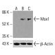 Mox1 Antibody (C-10): sc-518023. Western blot analysis of Mox1 expression in untreated HeLa (A), chemically-treated HeLa (B) and K-562 (C) whole cell lysates. β-Actin (C4): sc-47778 used as loading control. Detection reagent used: m-IgG Fc BP-HRP: sc-525409. Mox1 Antibody (C-10) - Western Blotting - Image 416147