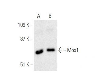 western blotting image from recommended Mox1 (C-10) monoclonal antibody replacement. Image 386260