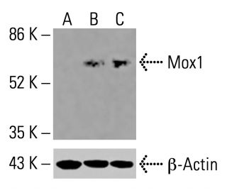 Mox1 Antibody (C-10) - Western Blotting - Image 416147The Double Nickase Plasmid features a U6 promoter for sgRNA expression, a 20 nt targeting sequence, and a gRNA scaffold to guide Cas9n. It includes a CBh promoter for Cas9n (D10A) and puromycin resistance, GFP for transfection verification, and nuclear localization signals (NLS). The 2A peptide allows co-expression of Cas9n and Puro from a single promoter, enabling precise genome editing with reduced off-target effects.