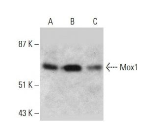 Mox1 Antibody (C-10) - Western Blotting - Image 387378The Double Nickase Plasmid features a U6 promoter for sgRNA expression, a 20 nt targeting sequence, and a gRNA scaffold to guide Cas9n. It includes a CBh promoter for Cas9n (D10A) and puromycin resistance, GFP for transfection verification, and nuclear localization signals (NLS). The 2A peptide allows co-expression of Cas9n and Puro from a single promoter, enabling precise genome editing with reduced off-target effects.