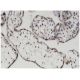 MOZ Antibody (4D8) - Immunohistochemistry - Image 346128 