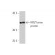 MOZ Antibody (4D8) - Western Blotting - Image 348888