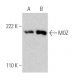 MOZ Antibody (4D8) - Western Blotting - Image 367978 