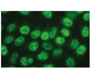 MP1 Antibody (A-12) - Immunofluorescence - Image 131771 