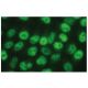 MP1 Antibody (A-12) - Immunofluorescence - Image 131771 