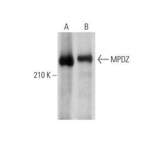 MPDZ Antibody (43) - Western Blotting - Image 143437 