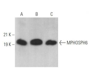 MPHOSPH6 Antibody (D-3) - Western Blotting - Image 369420 