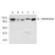 MPHOSPH8 Antibody (C-8) - Western Blotting - Image 305859