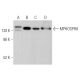 MPHOSPH8 Antibody (C-8) - Western Blotting - Image 373912 