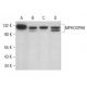MPHOSPH8 Antibody (C-8) - Western Blotting - Image 383901 
