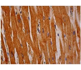 Mpi Antibody (B-2) - Immunohistochemistry - Image 333999 