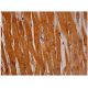 Mpi Antibody (B-2) - Immunohistochemistry - Image 333999 