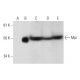 Mpi Antibody (B-2) - Western Blotting - Image 295963 