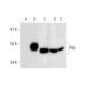 Mpi Antibody (E-4) - Western Blotting - Image 295935 