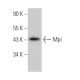 Mpi Antibody (E-4) - Western Blotting - Image 371272