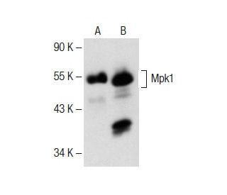 Mpk1 Antibody (E-8) - Western Blotting - Image 150864