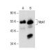 Mpk1 Antibody (E-8) - Western Blotting - Image 150864