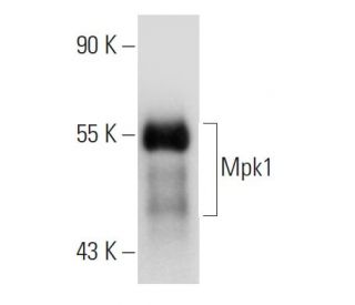 Mpk1 Antibody (E-9) - Western Blotting - Image 48001