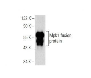 Mpk1 Antibody (H-2) - Western Blotting - Image 72928