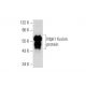 Mpk1 Antibody (H-2) - Western Blotting - Image 72928