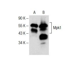 western blotting image from recommended Mpk1 (D-1) monoclonal antibody replacement. Image 150865
