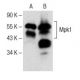 western blotting image from recommended Mpk1 (D-1) monoclonal antibody replacement. Image 150865