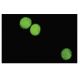 MPO/Myeloperoxidase Antibody (266-6K1) - Immunofluorescence - Image 15144 