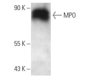 MPO/Myeloperoxidase Antibody (266-6K1) - Western Blotting - Image 13884 