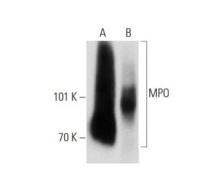 MPO/Myeloperoxidase Antibody (266.6k2) - Western Blotting - Image 147507 