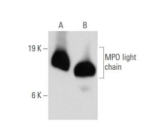 MPO light chain/Myeloperoxidase Antibody (A-5) - Western Blotting - Image 147489 