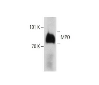 MPO/Myeloperoxidase Antibody (4A4) - Western Blotting - Image 147510The Double Nickase Plasmid features a U6 promoter for sgRNA expression, a 20 nt targeting sequence, and a gRNA scaffold to guide Cas9n. It includes a CBh promoter for Cas9n (D10A) and puromycin resistance, GFP for transfection verification, and nuclear localization signals (NLS). The 2A peptide allows co-expression of Cas9n and Puro from a single promoter, enabling precise genome editing with reduced off-target effects.