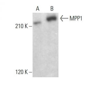 MPP1 Antibody (H-7) - Western Blotting - Image 376439 