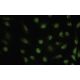 MPP10 Antibody (TJ-1) - Immunofluorescence - Image 35463