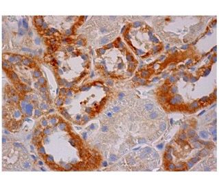 MPP2 Antibody (D-9) - Immunohistochemistry - Image 284708 