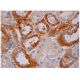 MPP2 Antibody (D-9) - Immunohistochemistry - Image 284708 
