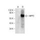 MPP2 Antibody (D-9) - Western Blotting - Image 160475 