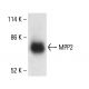 MPP2 Antibody (D-9) - Western Blotting - Image 411293