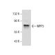 MPP3 Antibody (D-8) - Western Blotting - Image 159310