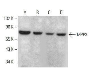 MPP3 Antibody (D-8) - Western Blotting - Image 369358 