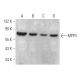 MPP3 Antibody (D-8) - Western Blotting - Image 369358 
